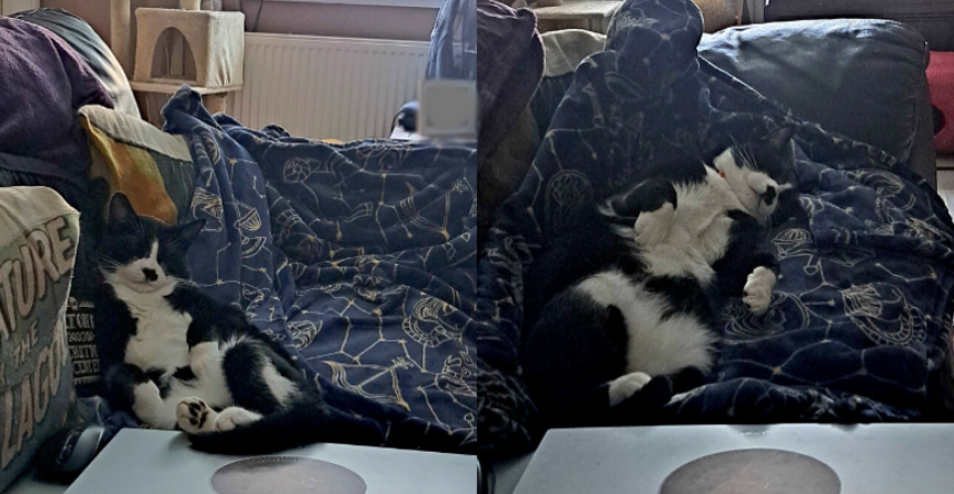 two side-by-side photos of knick pnack sleeping on a dark blue blanket with constellations depicted in gold on it. in the first he is sitting upright while he sleeps, in the second he is lying on his back truly conked out.