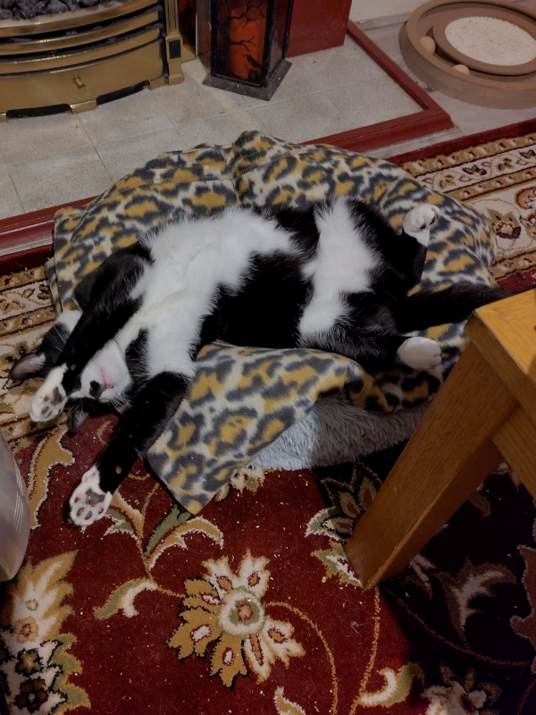'black and white tuxedo cat knick pnack lies on his back inside a donut bed with a leopard print blanket folded on top of it. he holds his paws over his head and twists slightly to one side.