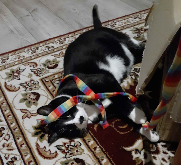 black and white shorthair cat knick pnack lies on his side on the floor, a long rainbow teaser toy ribbon draped artfully around his head and paws.